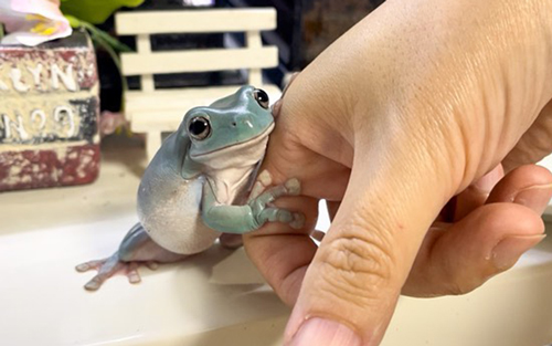 イエアメガエル