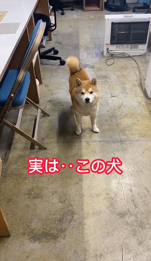 立ってる柴犬