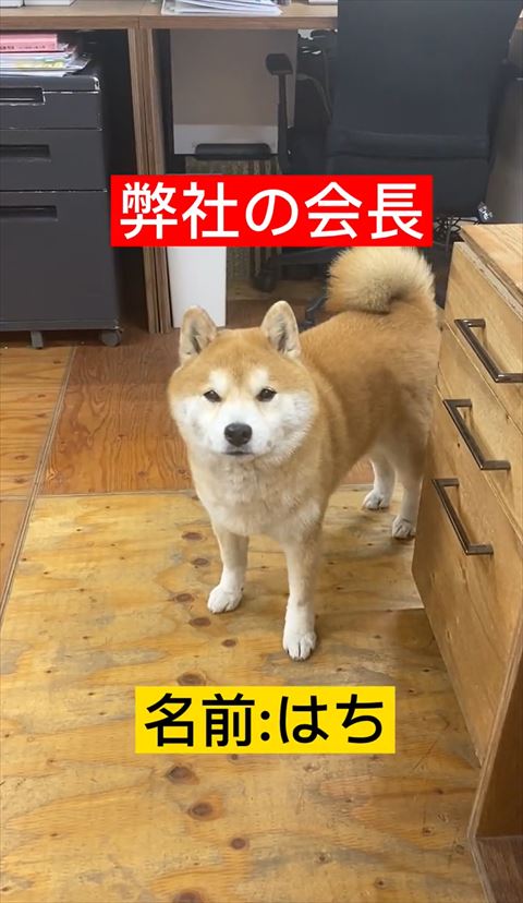 弊社の会長テロップ