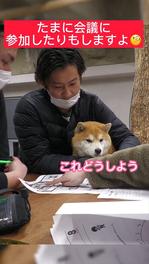 これどうしようテロップ