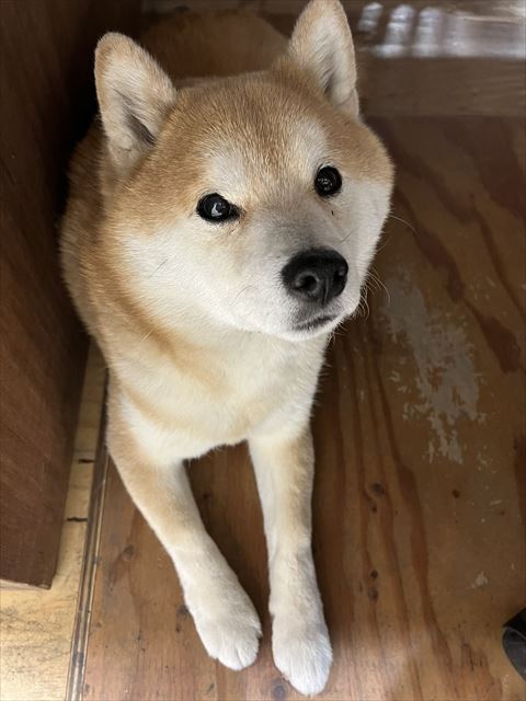 伏せしてるワンコアップ