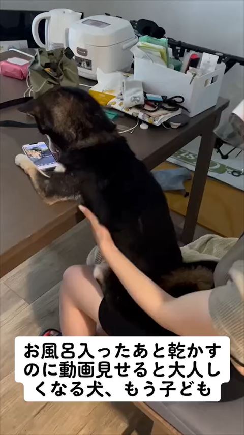 飼い主さんが抱っこする柴犬
