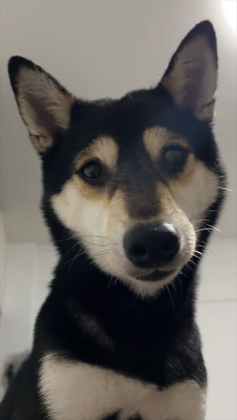 柴犬のアップ
