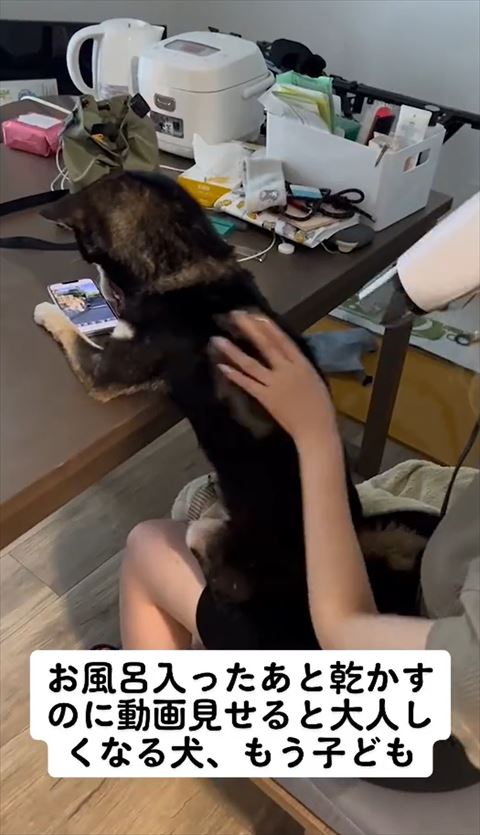 ドライヤーされる柴犬