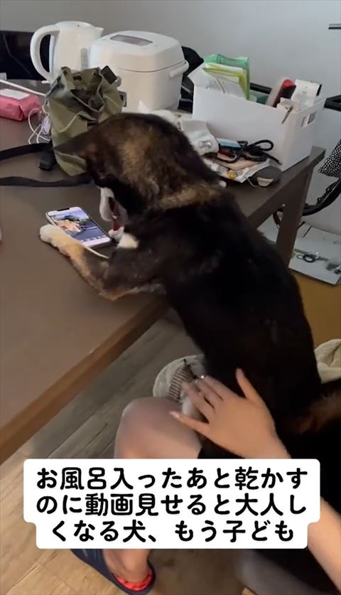 動画を見る柴犬