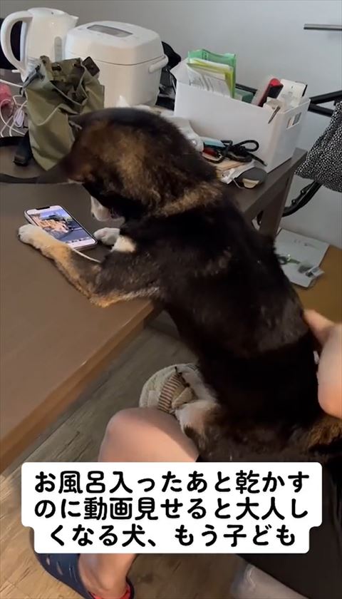 首かしげてる柴犬