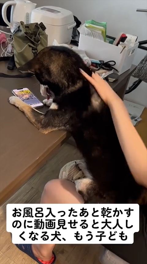 飼い主さんと柴犬