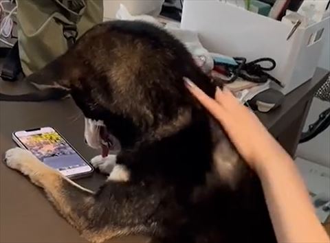 柴犬の画像トリミング