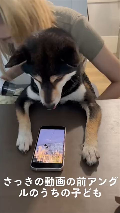 携帯見てる前からの柴犬