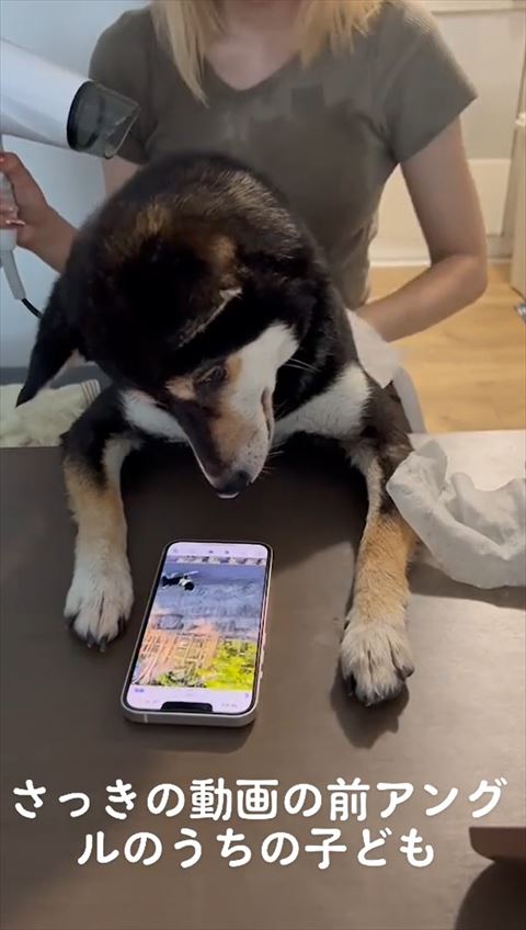 首傾げてる柴犬