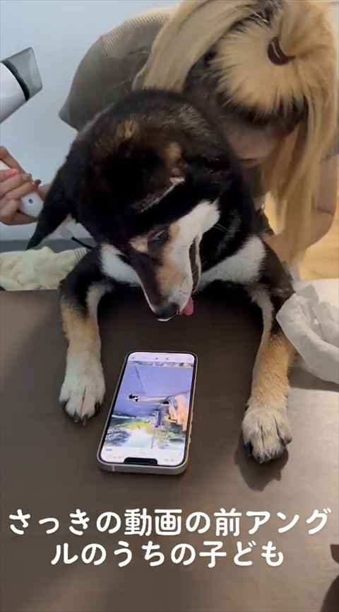 首傾げて舌だしてる柴犬