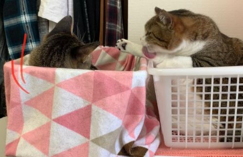 猫