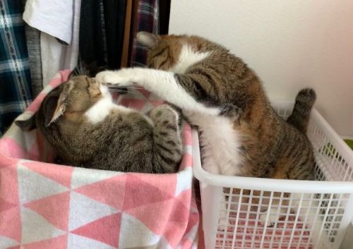 猫