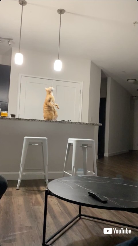 明かりを見つめる猫