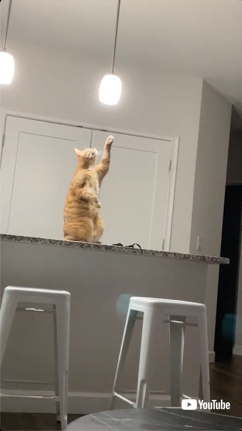 左前足を伸ばす猫
