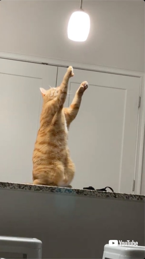 右前足を伸びる