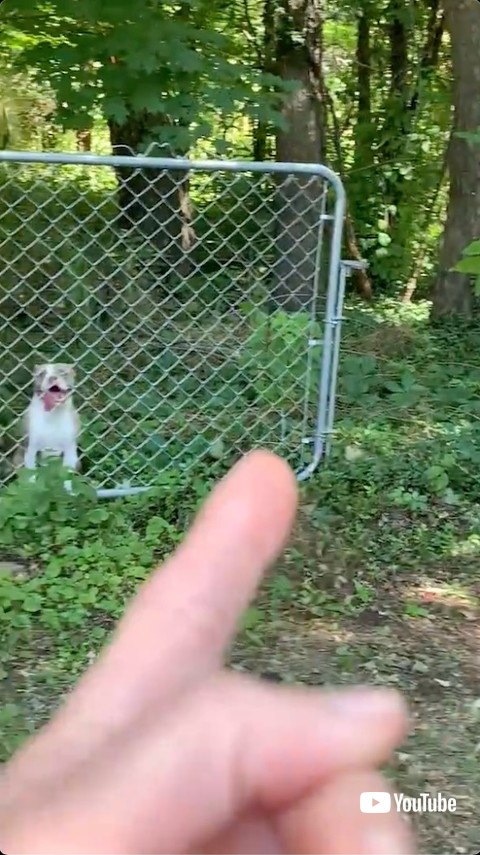 迂回を提案される犬