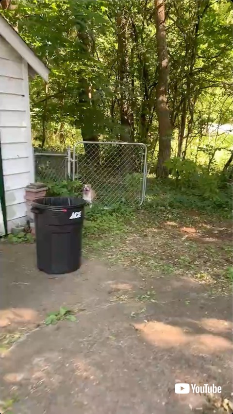 フェンス前の犬