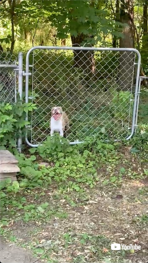 迂回がよく分からない犬