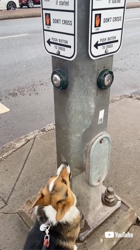 信号機の下で座る犬