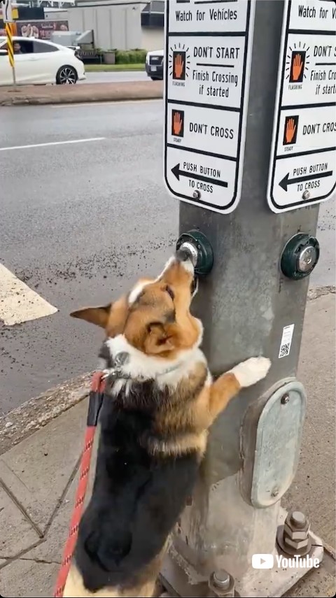 ボタンを押す犬