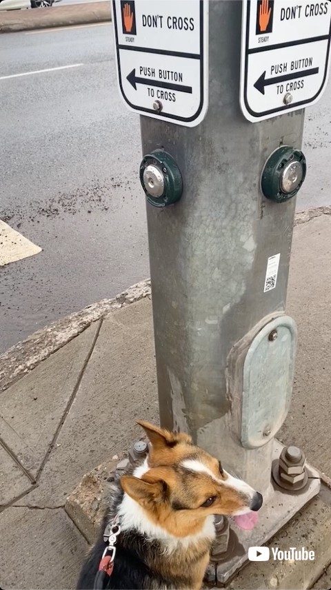 ボタンを押したい犬