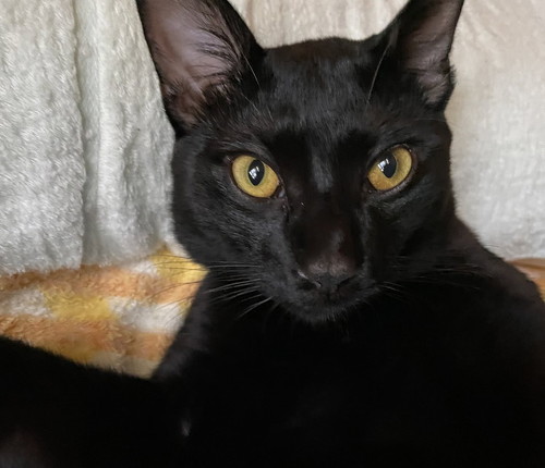 猫正面
