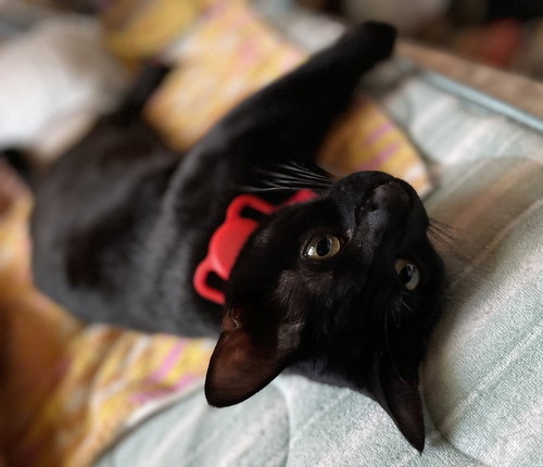 猫上目遣い
