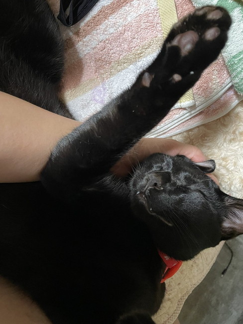 手をあげる猫