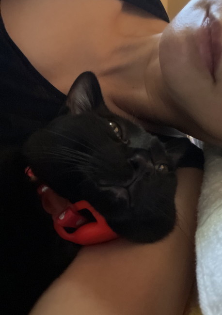 ねんねする猫