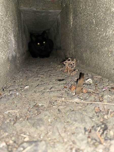 猫保護当時