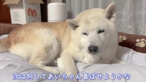 ゆったりあいちゃん