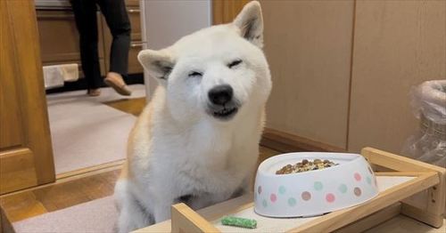 柴犬