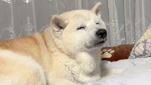 あいちゃん13歳