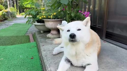 玄関前の柴犬