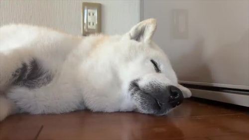 寝るあいちゃん