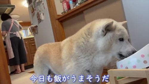 ごはんを食べるあいちゃん