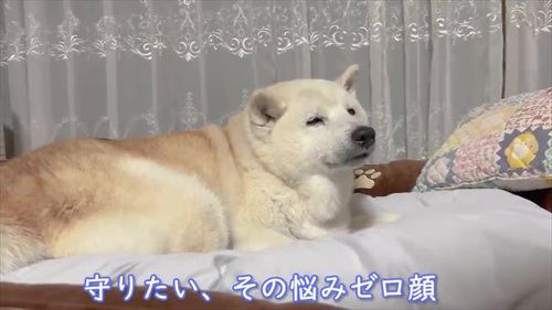 ゆったりあいちゃん