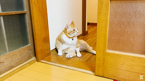 廊下で座る茶々まるくん