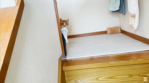 動画冒頭茶々まるくん