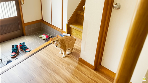 階段から降りてきた茶々まるくん