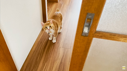 廊下で見上げる茶々まるくん