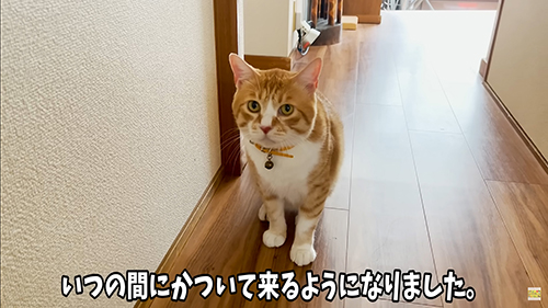 いつの間にかついてくるようになった茶々まるくん