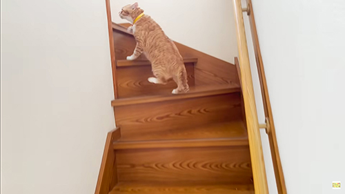 階段をあがっていく茶々まるくん