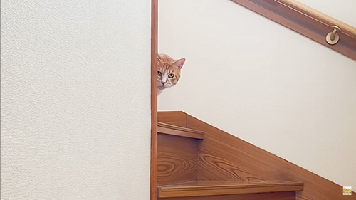 階段から覗き込む茶々まるくん