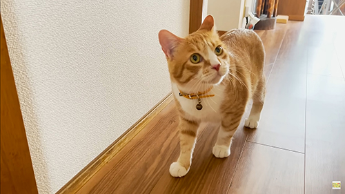 右上方向を見る茶々まるくん