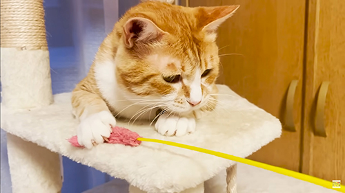 おもちゃで遊ぶ茶々まるくん