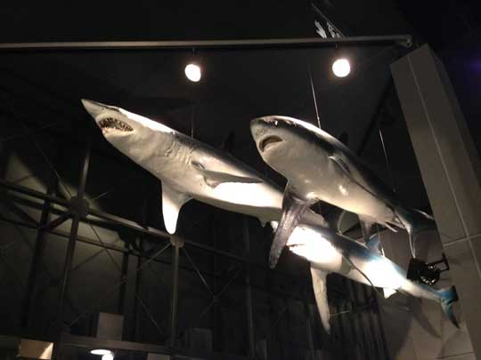 神奈川県立 生命の星 地球博物館 小田原 僻地 貸し切り