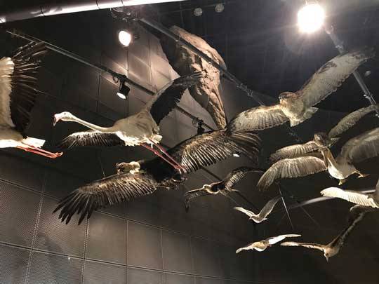 神奈川県立 生命の星 地球博物館 小田原 僻地 貸し切り