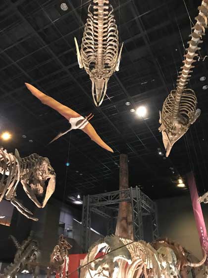 神奈川県立 生命の星 地球博物館 小田原 僻地 貸し切り